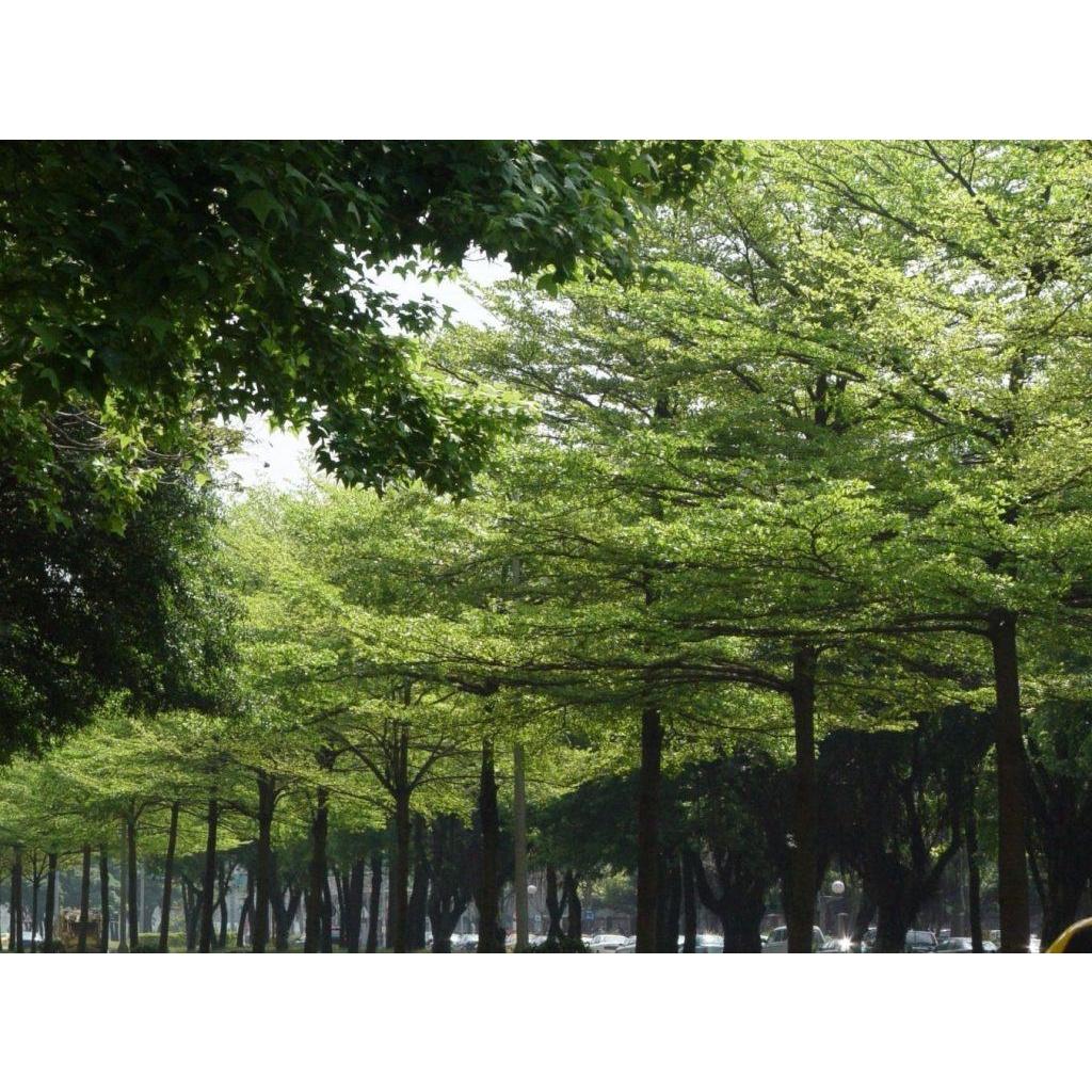 CÂY BÀNG ĐÀI LOAN - CÂY 2m trở lên