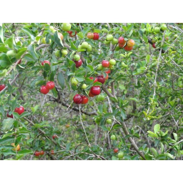 Cây sơ ri thái ngọt