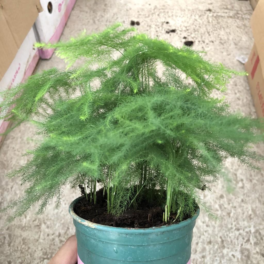 Cây thủy tùng để bàn, chiều cao cây 15-20cm cây lá xanh cực đẹp dễ dàng chăm sóc,thích hợp trang trí không gian nội thất