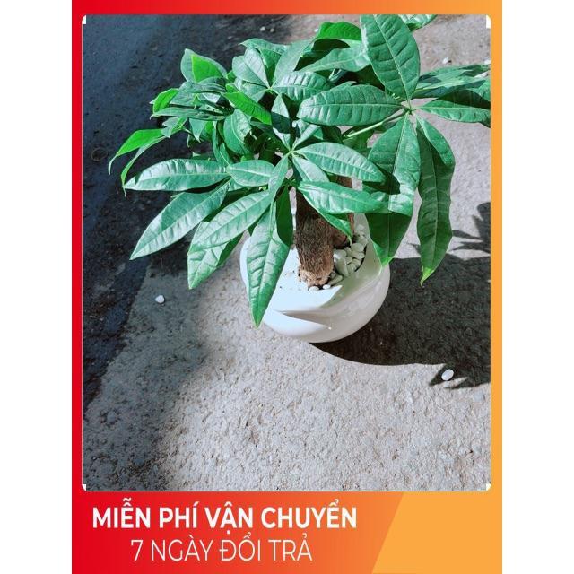 Chậu Kim Ngân 3 Thân