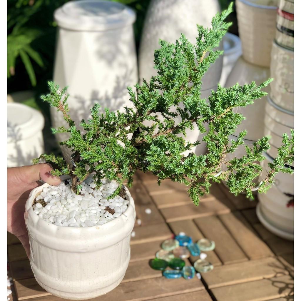Chậu sứ cây Ngoạ Tùng để bàn