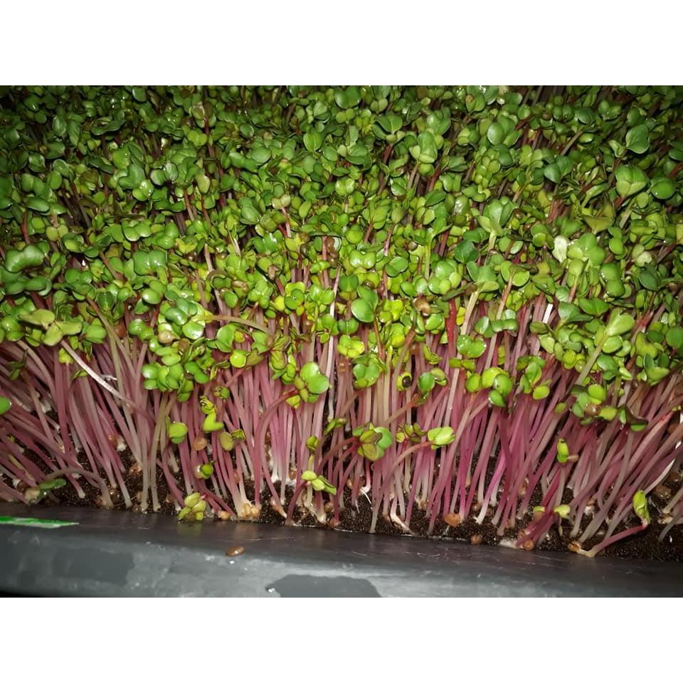 1kg Hạt Giống Rau Mầm Củ Cải Đỏ