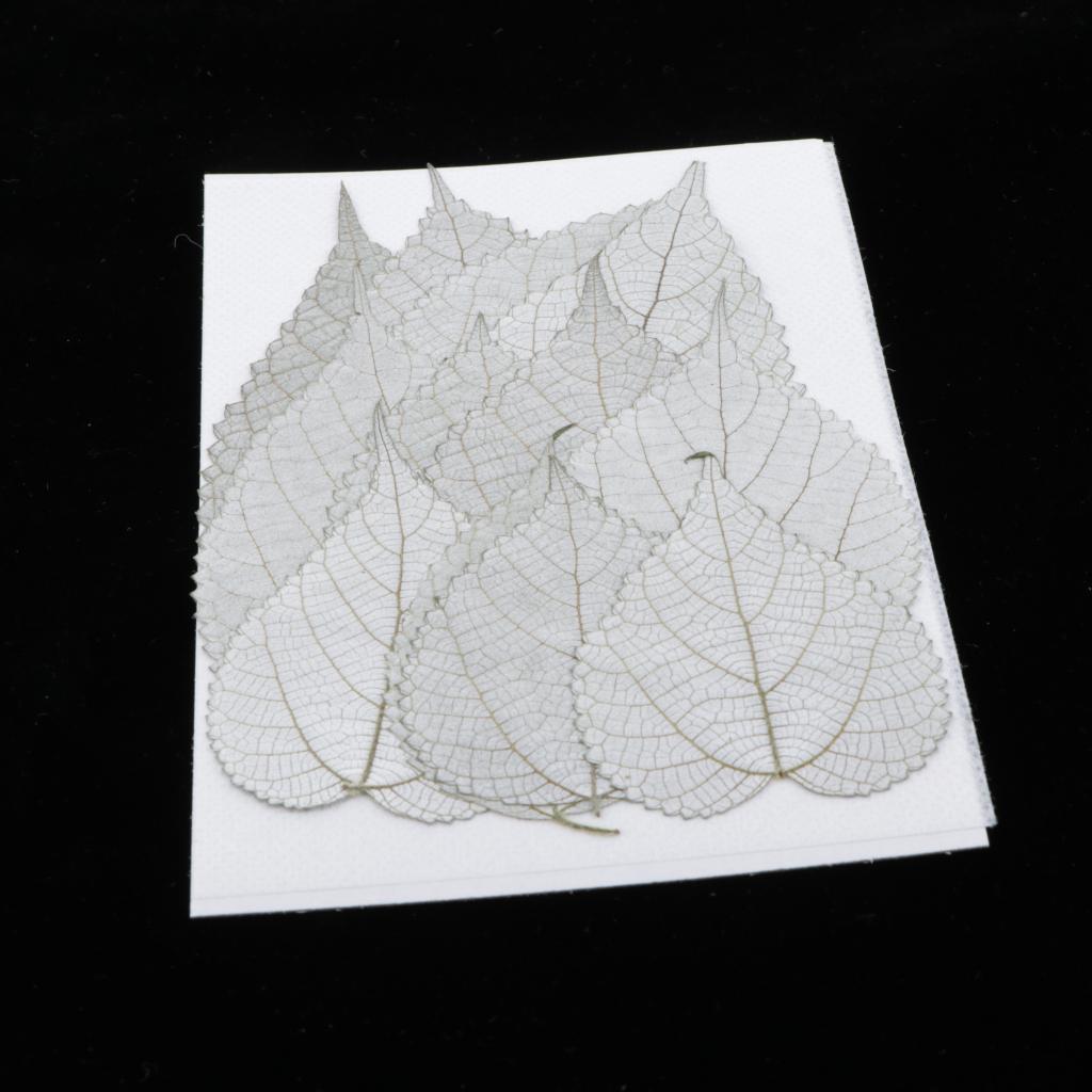 12pcs Natural Pressed Leaf Dried Flowers Natural Color Plant Specimen