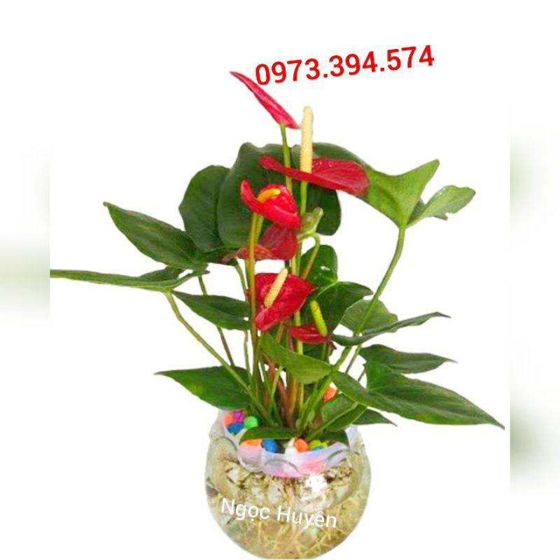 Cây Hồng Môn Thủy Sinh