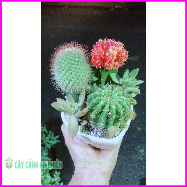 Chậu Cây Xương Rồng Tiểu Cảnh