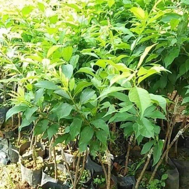 Cây giống mận úc đen siêu sớm