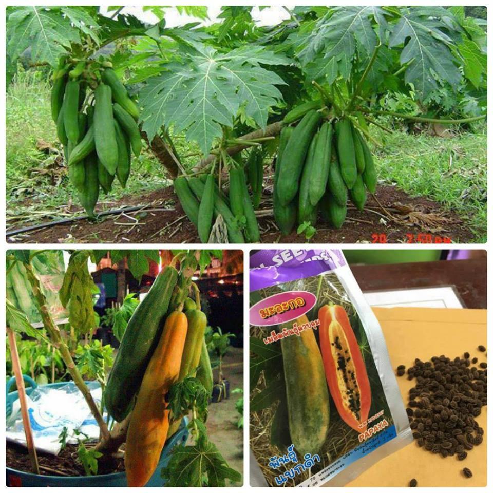 Hạt Giống Đu Đủ Lùn Phuket Thái Lan Siêu Ngọt-gói 10 hạt/tặng kèm gói phân bón lót