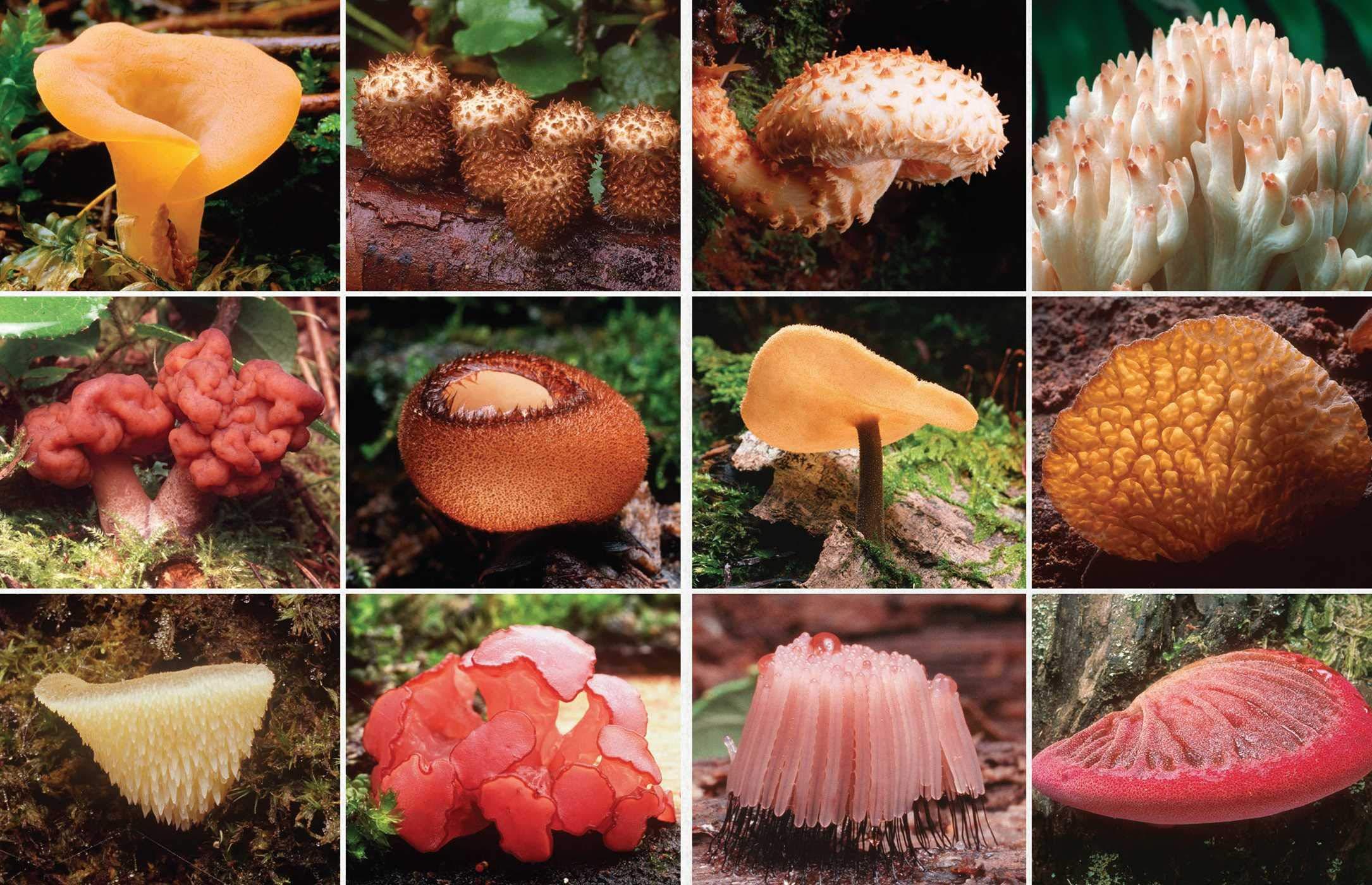 Fantastic Fungi: How Mushrooms Can Heal, Shift Consciousness, And Save The Planet