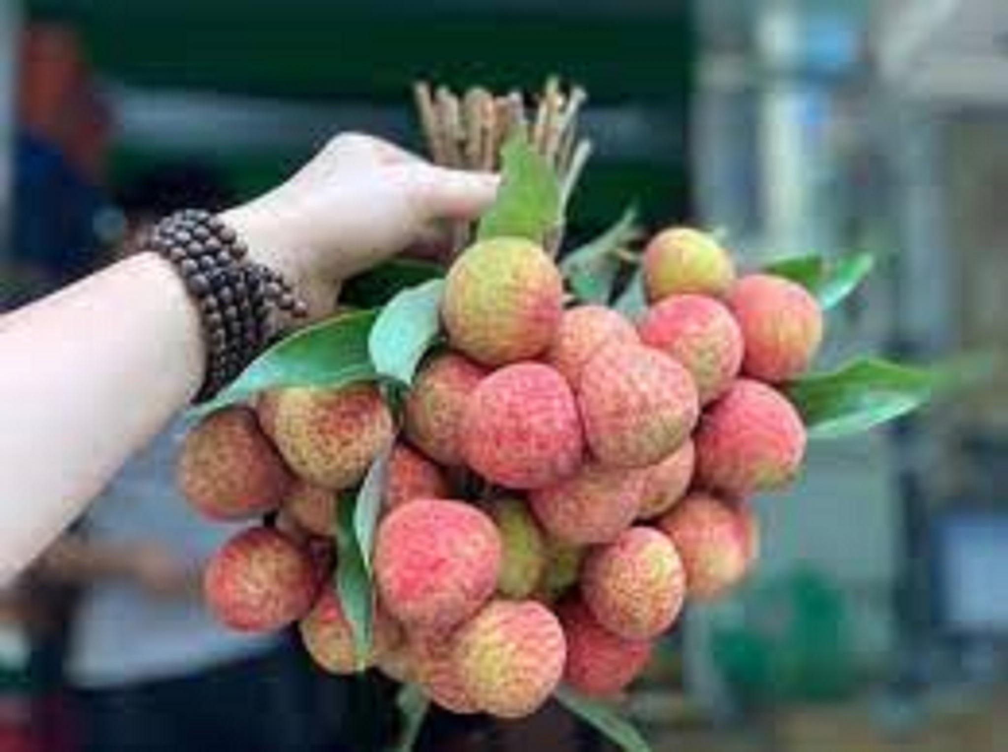 Cây giống Vải Thiều Lục Ngạn siêu trái. .