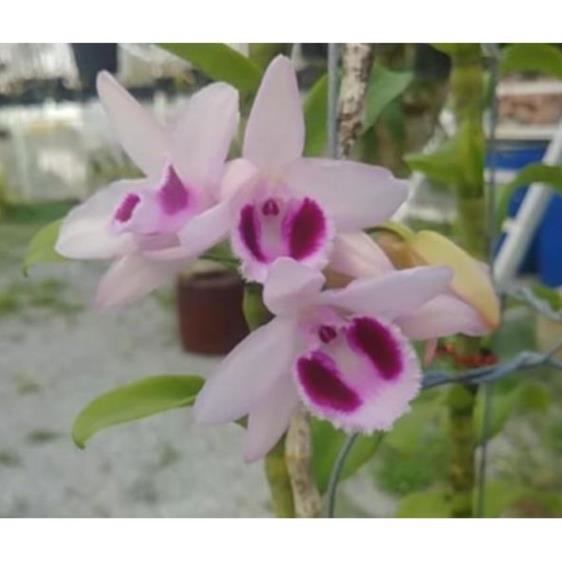 Sản Phẩm hoa phong lan phi điệp lộc bắc gieo hạt