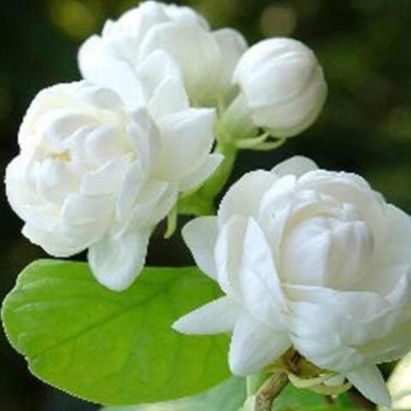 Hoa nhài khóm to sẵn hoa