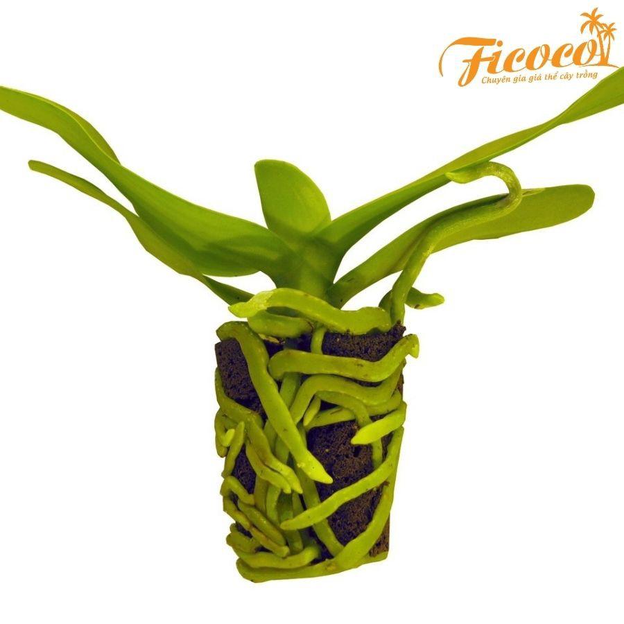 10 viên mút xốp hữu cơ - FICOCO - ươm kei lan, cây trồng