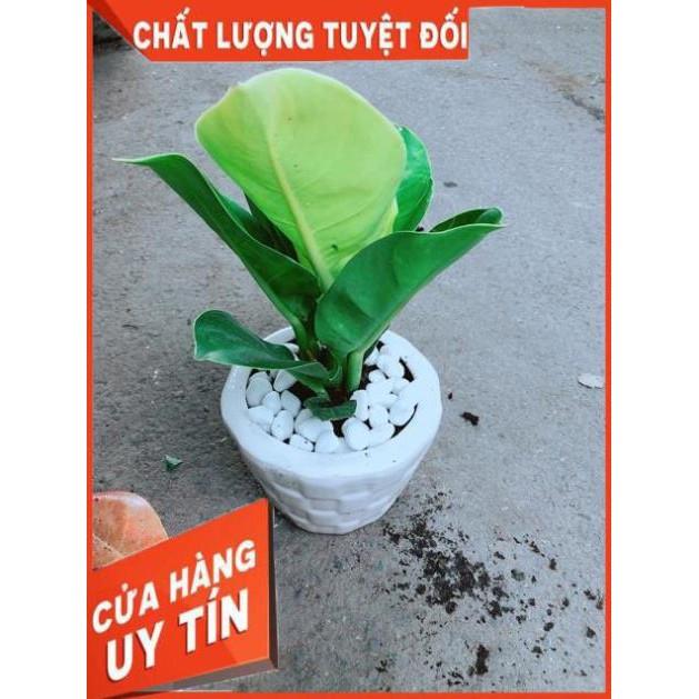 Chậu Cây Trầu Bà Đế Vương