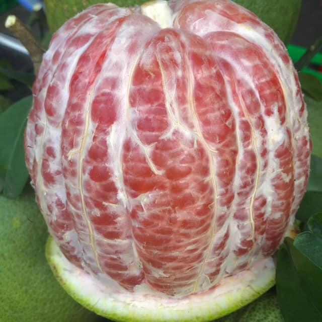 CÂY GIỐNG BƯỞI DA XANH