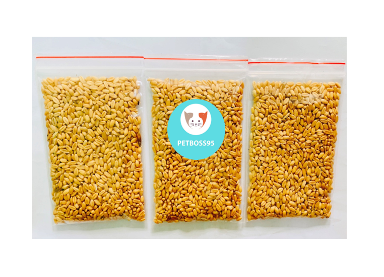Hạt giống cỏ mèo từ hạt lúa mạch (50g/gói)