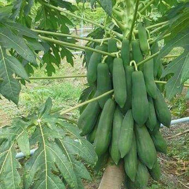 Gói 100 hạt giống đu đủ lùn F1 Thái Lan ruột đỏ
