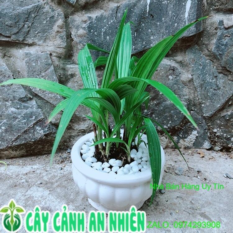 Chậu Cây Lan Đất Cho Hoa Màu Đỏ Hoặc Vàng