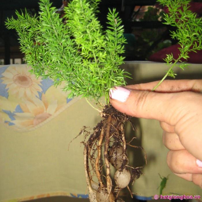 Hạt giống cây Tùng Đuôi Chồn _Trúc Thiên Môn-gói 5 hạt