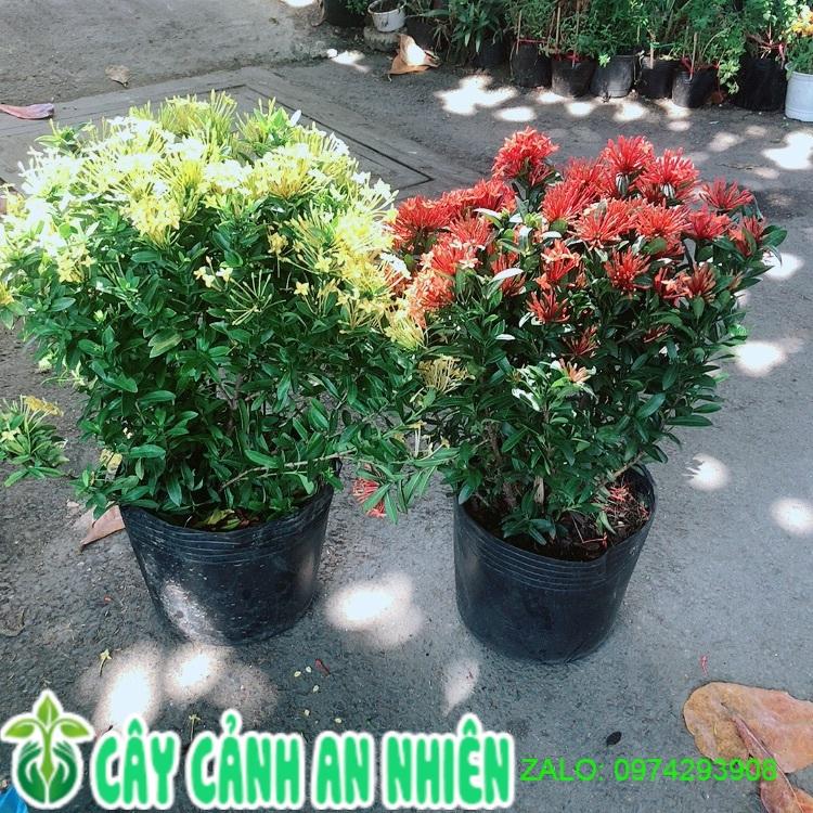 Combo 2 Cây Trang Thái Vàng+Đỏ