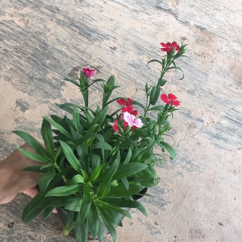 Cây hoa cẩm chướng mix màu trồng trong bịch đen đã có hoa và nụ