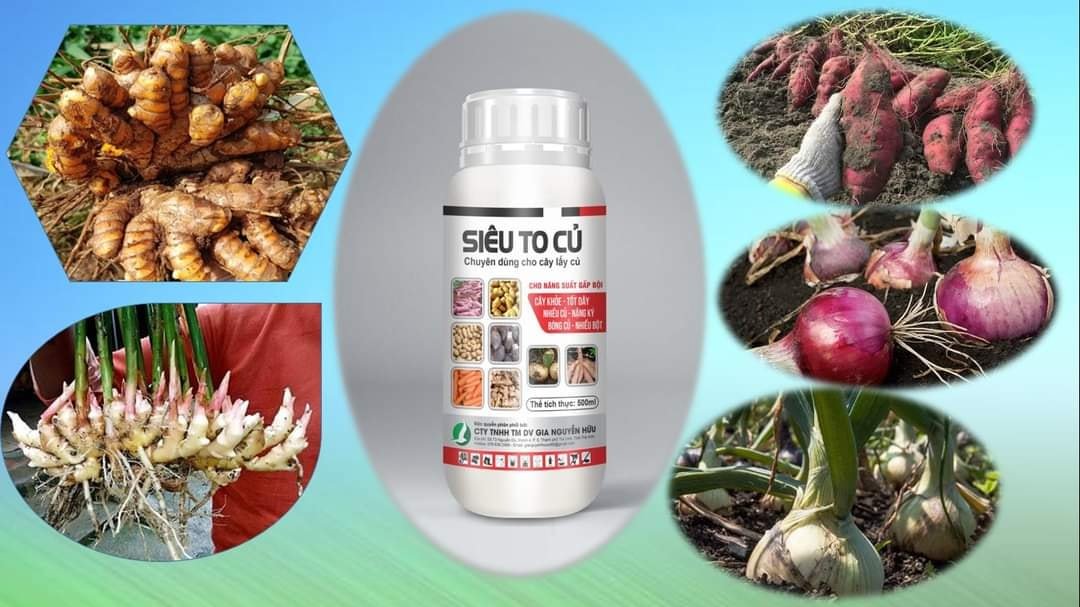 Phân bón dành cho cây lấy củ - Siêu To Củ chai 500ML - Giúp củ to, phì củ, nặng ký, chắc vỏ, không thối củ
