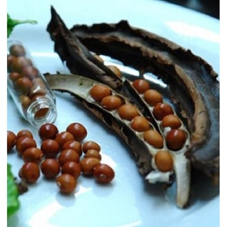 COMBO 5 gói hạt giống đậu rồng