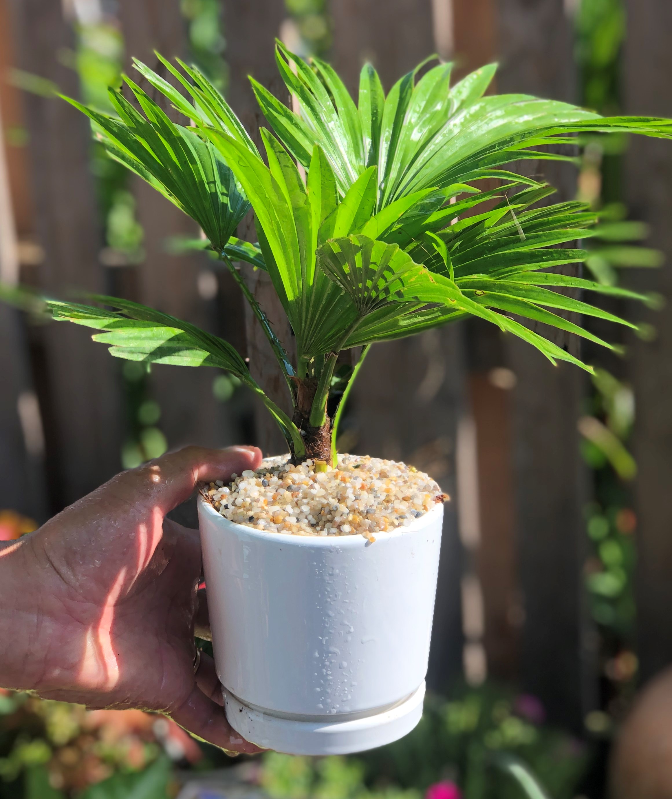 Chậu sứ cây Cọ Pháp trang trí nhà cửa