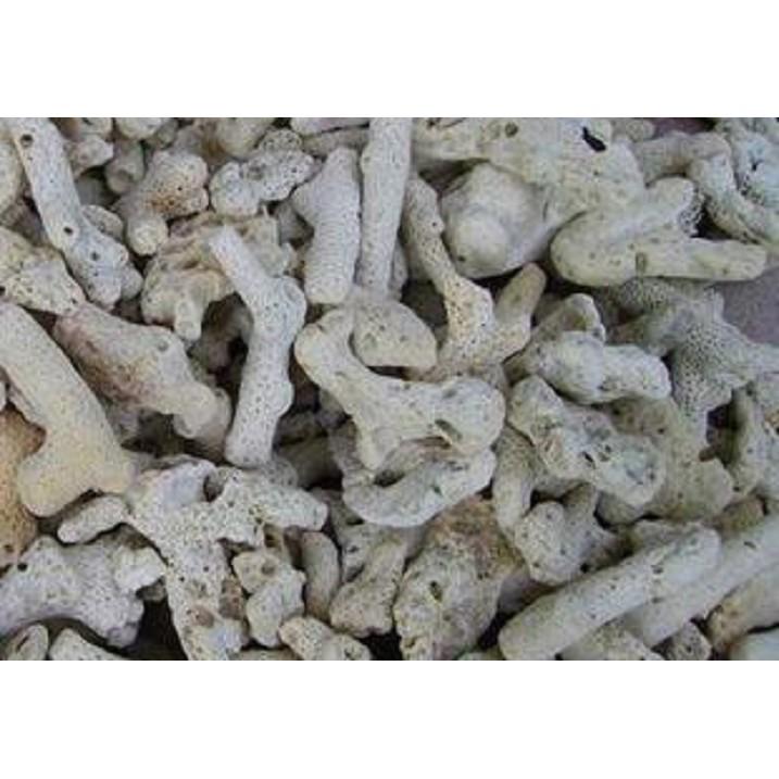 San hô vật liệu lọc cho bể cá, trang trí bể cá