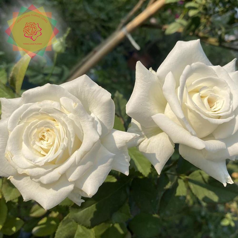 Cây hoa hồng ngoại John Paul II trắng (bụi) - Hoa hồng Thăng Long Flower