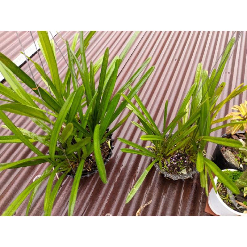 Hoa Lan Kiếm Lô Hội