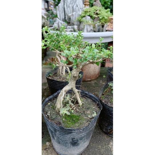 Sam Hương Bonsai