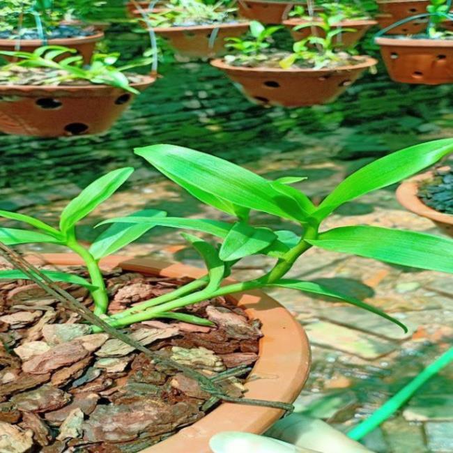Hoa lan ám cổ văn giang