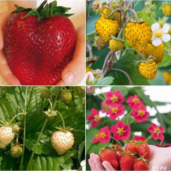 Combo 4 gói hạt giống dâu tây các loại-gói 100 hạt-tặng kèm gói kích mầm