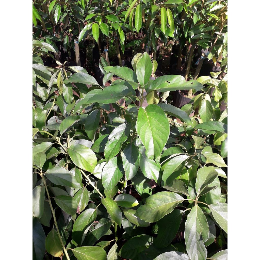 CÂY GIỐNG BƠ LÙN THANH SƠN ca0 1m ()
