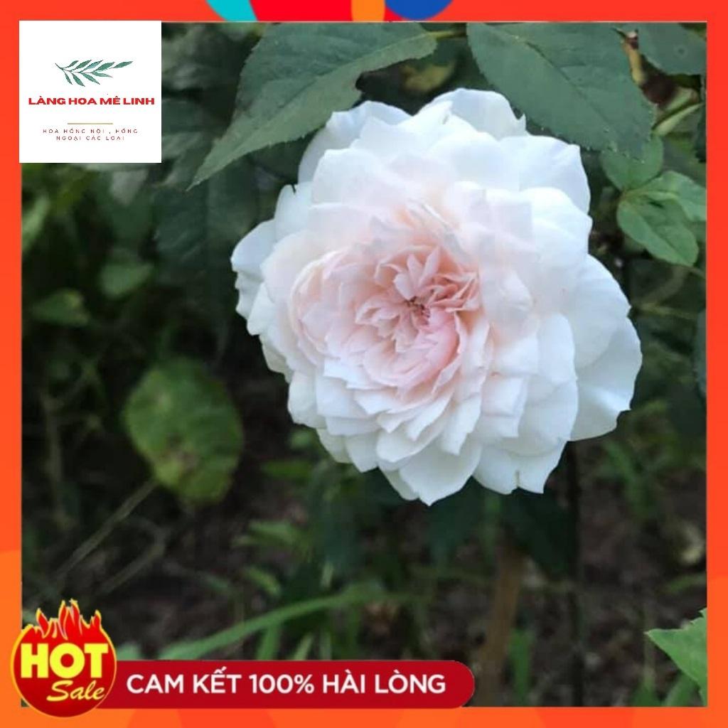 Hoa hồng Misaki Rose - Nếu bạn muốn chọn một giống hoa khỏe, sai hoa, dễ trồng , hoa màu hồng phấn