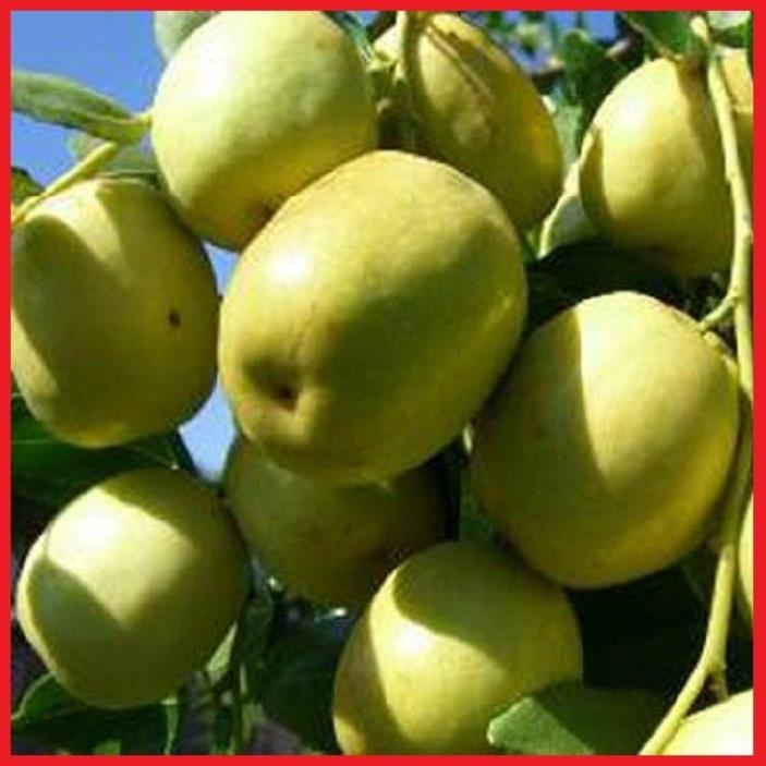 Combo 2 cây giống táo đào vàng siêu quả