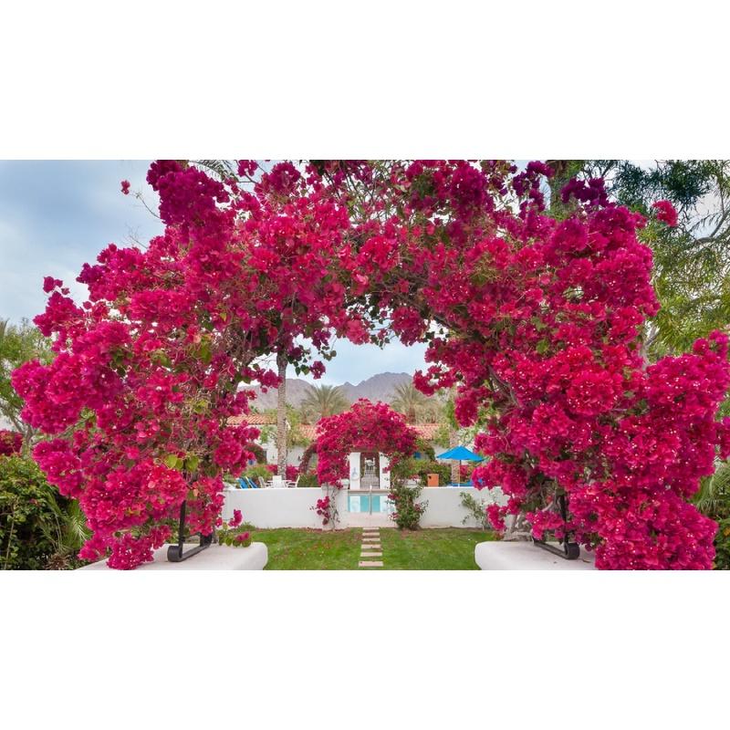 HOA GIẤY MÀU HỒNG- cây đang hoa size to