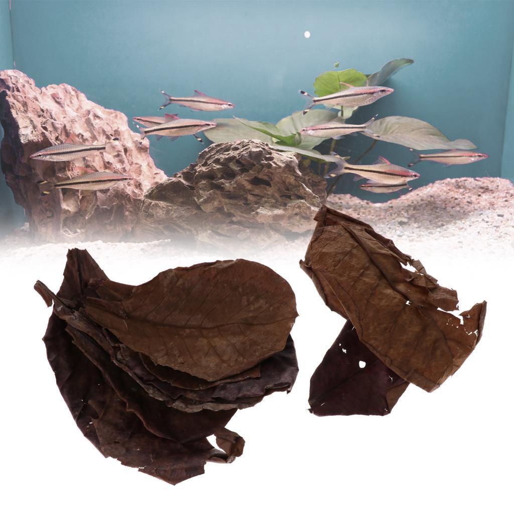 30x Premium Grade Catappa Indian Almond Leaves Perfect for Breeding & Hiding