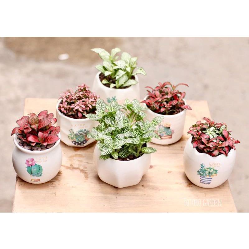 Cây Cẩm Nhung - Fittonia - Lá May Mắn