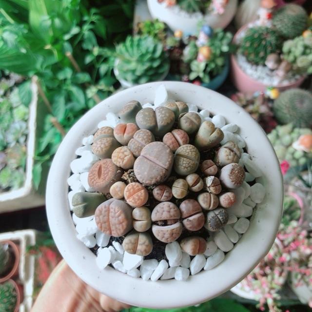 Chậu Hoa Sỏi