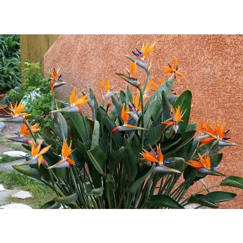 HOA THIÊN ĐIỂU , HOA ĐẸP- bầu cây to đẹp