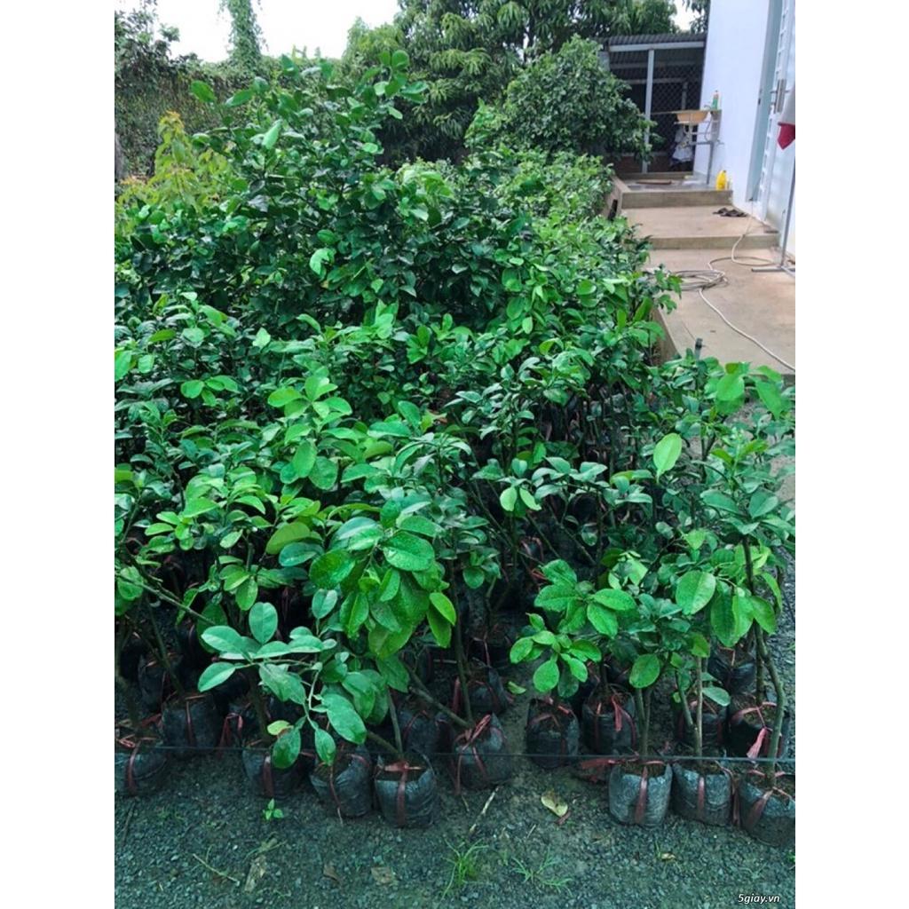 Cây giống bưởi tân triều