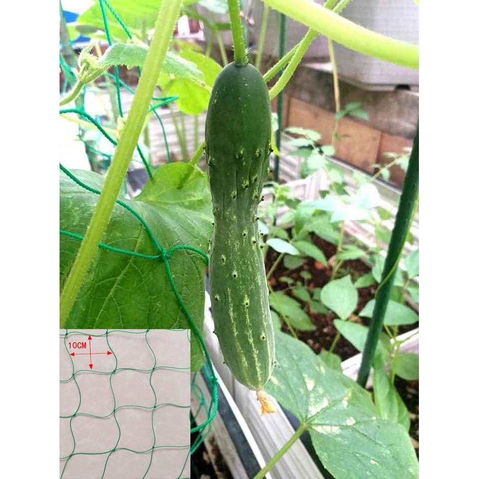 Lưới Leo Giàn Cho Cây Leo Dưa Chuột, Bầu Bí Mướp Đậu… Mắt Lươi 10*10cm Các size