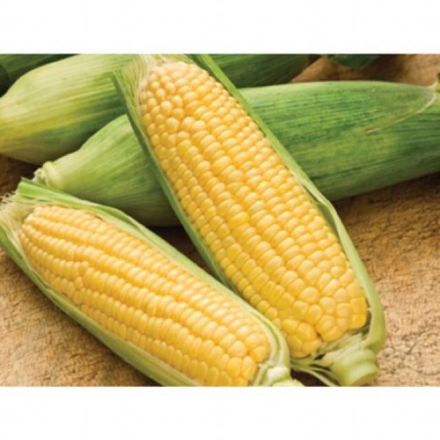 HẠT GIỐNG NGÔ NGỌT LAI 50gr - bắp to đẹp, kháng sâu bệnh