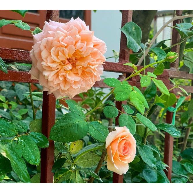 cây hoa hồng Abraham Darby rose