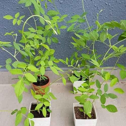 Combo 2 Cây Giống Hoa Đậu Biếc Leo Giàn