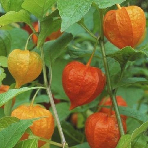 Hạt Giống Cây Thù Lù Nam Mỹ 50 hạt/gói