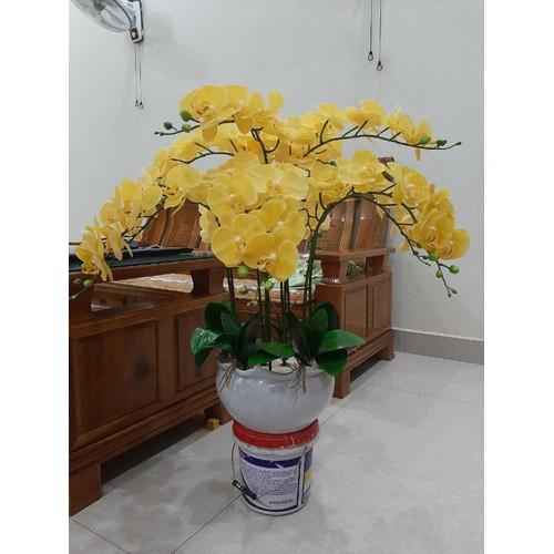 Lan hồ điệp cao su thân đốm 9 bông _ HÀNG ĐẸP