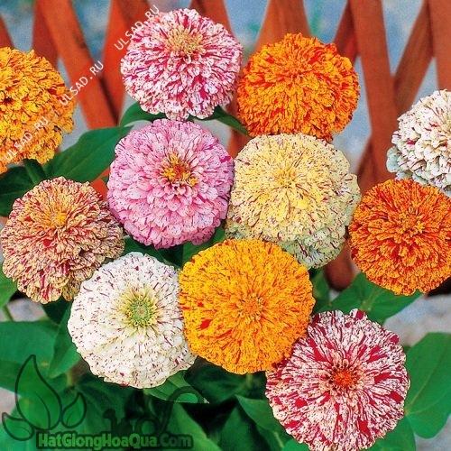 Hạt Giống Hoa Cúc Lá Nhám Mix Màu KNS3578 - Gói 50 hạt