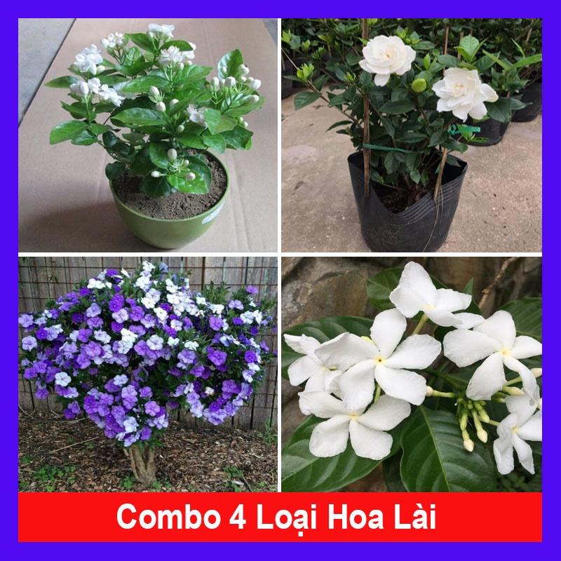 Combo 4 cây hoa lài ( cây lài trà + lài tiểu thư + lài nhật + lài tây ) + tặng phân bón